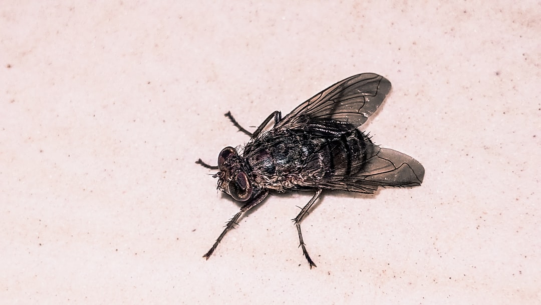 découvrez les symptômes du chikungunya, une maladie virale transmise par les moustiques, incluant fièvre, douleurs articulaires et éruptions cutanées, pour mieux reconnaître et traiter cette infection.
