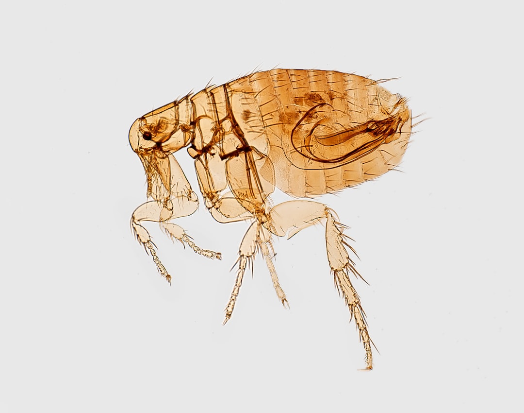 découvrez les symptômes du chikungunya, une maladie virale transmise par les moustiques, avec des informations claires pour reconnaître les signes et savoir quand consulter un médecin.