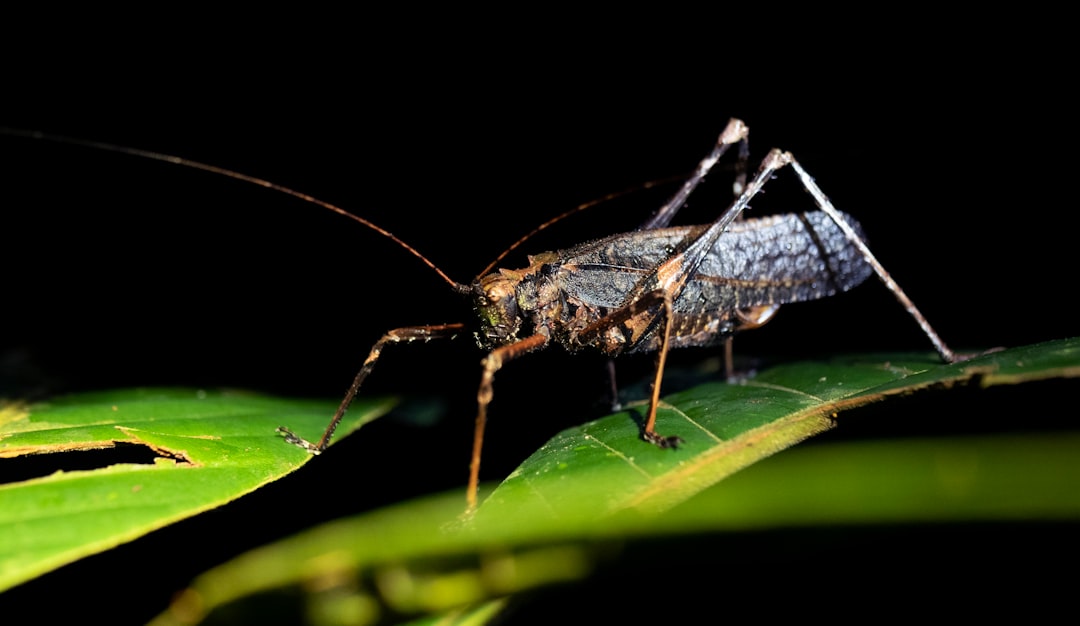 découvrez les symptômes du chikungunya, une maladie virale transmise par les moustiques, et apprenez à les reconnaître rapidement pour une prise en charge efficace.