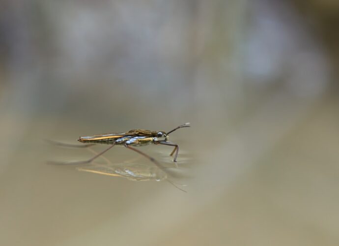 découvrez les symptômes du chikungunya, une maladie virale transmise par les moustiques, et apprenez à reconnaître ses signes pour agir rapidement.