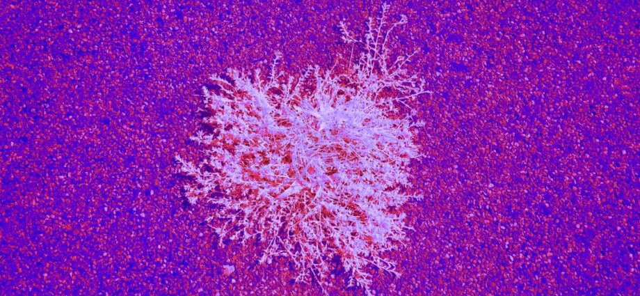 découvrez le syndrome de diogène, un trouble caractérisé par une négligence extrême de l'hygiène et un comportement de thésaurisation compulsive. informez-vous sur ses causes, symptômes et prises en charge.