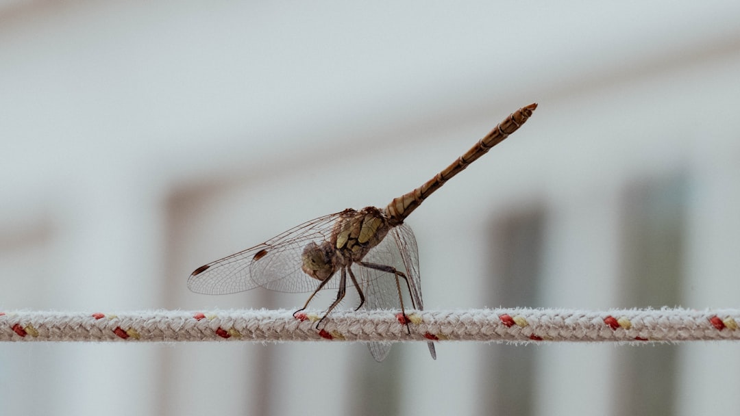 découvrez les premiers signes de la dengue pour une détection rapide et une prise en charge efficace afin de prévenir les complications.