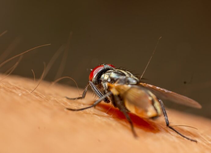 découvrez les premiers signes de la dengue pour agir rapidement et prévenir les complications grâce à notre guide complet.