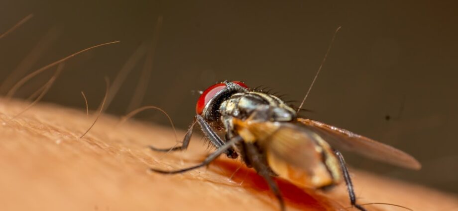 découvrez les premiers signes de la dengue pour agir rapidement et prévenir les complications grâce à notre guide complet.