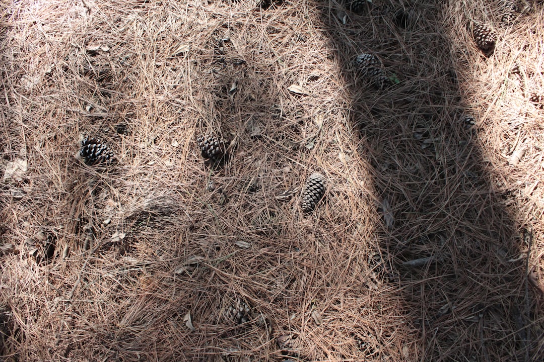 découvrez tout sur les taupes : leur habitat, leur comportement et des conseils pour les éloigner de votre jardin efficacement.