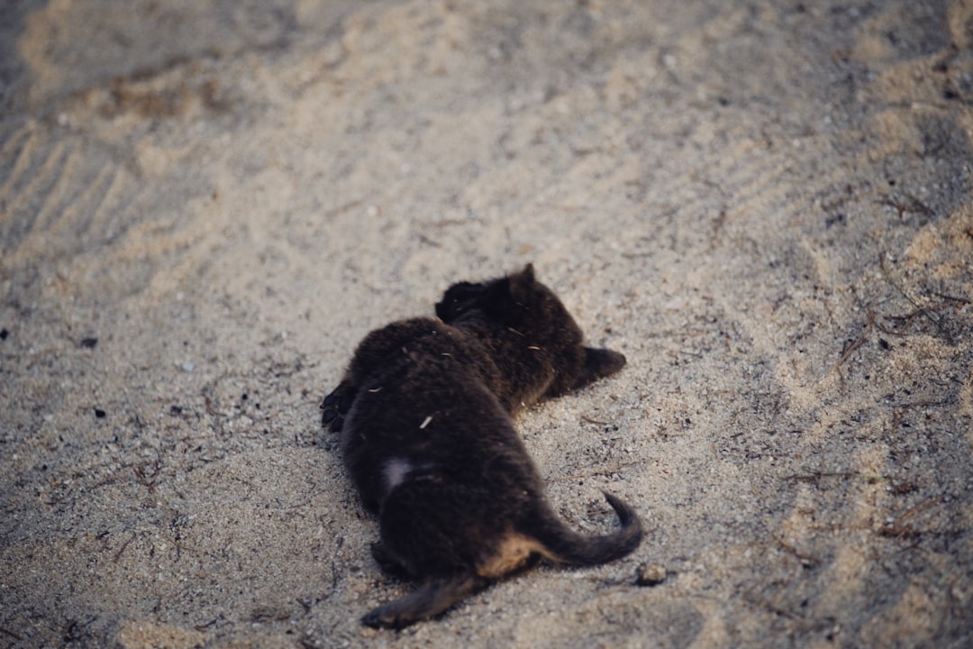 découvrez tout sur les taupes : leur habitat, comportement et comment coexister avec ces petits mammifères fouisseurs.