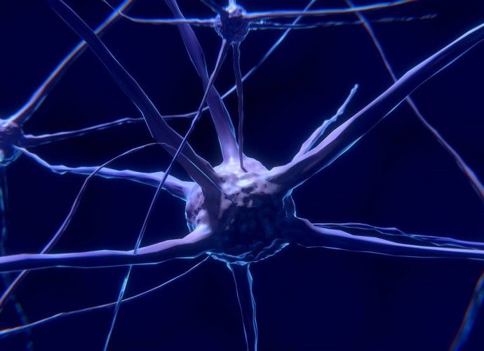 neurones