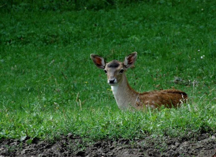 informations complètes sur la gale : symptômes, causes, traitement et prévention de cette infestation cutanée contagieuse.