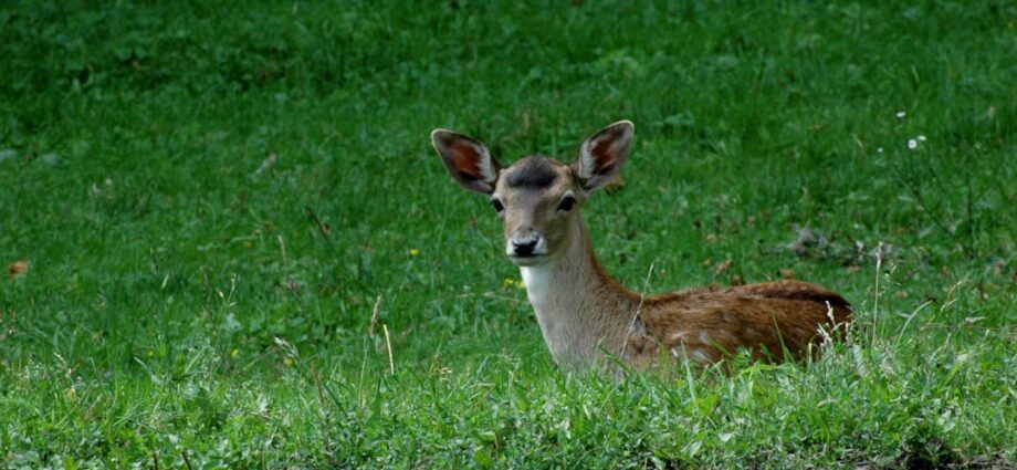 informations complètes sur la gale : symptômes, causes, traitement et prévention de cette infestation cutanée contagieuse.