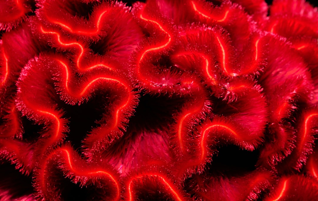 découvrez les symptômes de la scarlatine, une infection bactérienne contagieuse, et apprenez à reconnaître ses signes pour une prise en charge rapide et efficace.